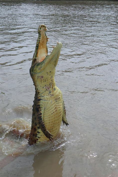 dreaming of crocodiles attacking you|7 Meanings and Symbols of Dreams about Crocodiles.